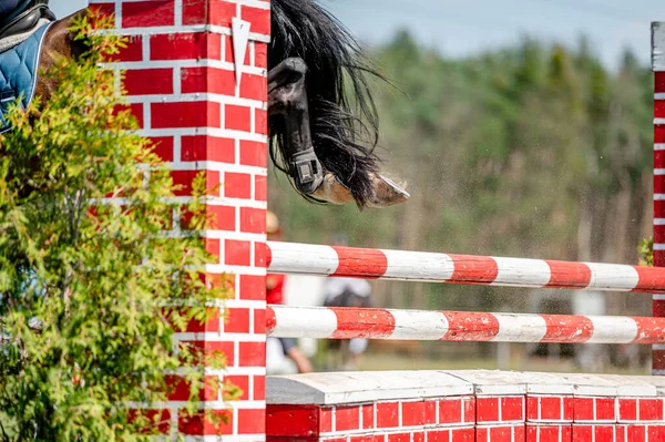 Détail Cheval Compétition Saut Obstacles Été Détail Gros Plan Mouvement — Photo