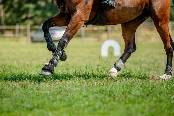 Άλογο Λεπτομέρεια Από Showjumping Διαγωνισμό Καλοκαίρι Λεπτομέρεια Προσέγγισης Της Κίνησης — Φωτογραφία Αρχείου