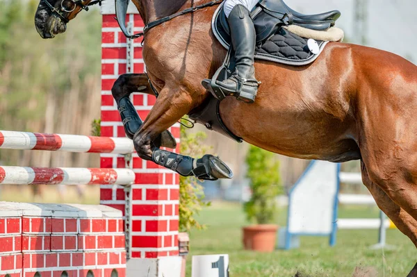 Détail Cheval Compétition Saut Obstacles Été Détail Gros Plan Mouvement — Photo