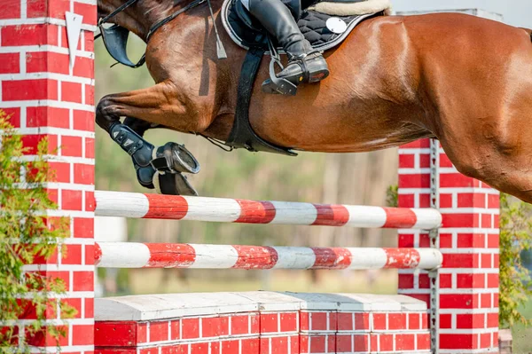 Foto de Cavalo Pulando Competição e mais fotos de stock de Animal