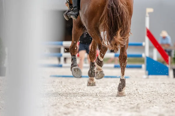 Detalle Cascos Caballo Competición Showjumping — Foto de Stock