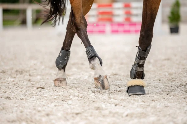 Detalhe Dos Cascos Cavalo Competição Showjumping — Fotografia de Stock