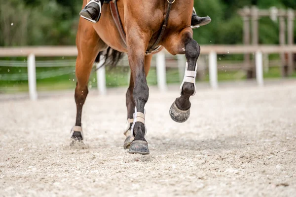 Detalhe Dos Cascos Cavalo Competição Showjumping — Fotografia de Stock