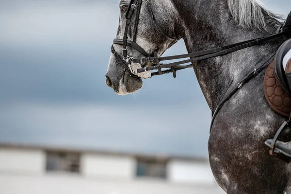 Detalle Cascos Caballo Competición Showjumping —  Fotos de Stock