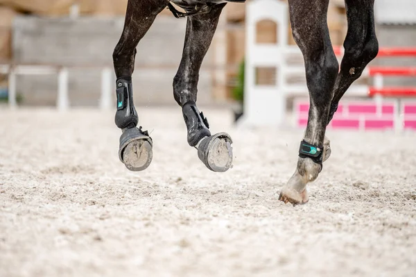 Detail of horse hooves from showjumping competition.