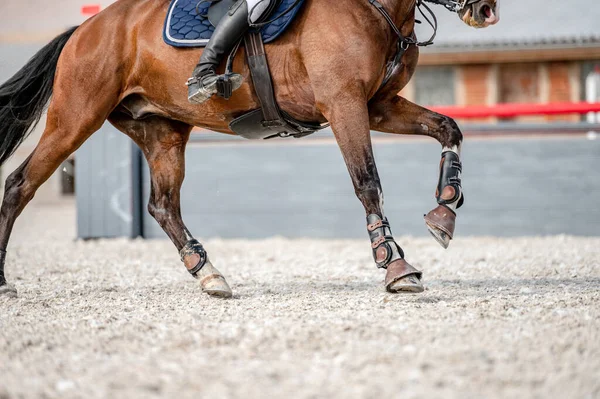 Detalle Cascos Caballo Competición Showjumping —  Fotos de Stock