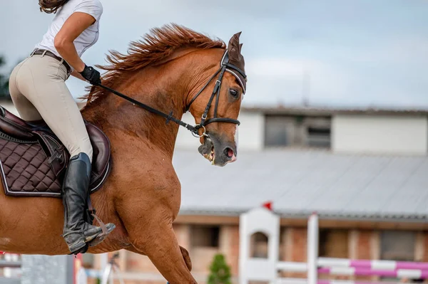Gösteri atlama yarışmasındaki at toynaklarının ayrıntıları.