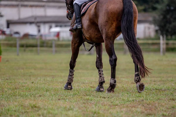 Λεπτομέρεια Του Αλόγου Από Διαγωνισμό Showjumping — Φωτογραφία Αρχείου