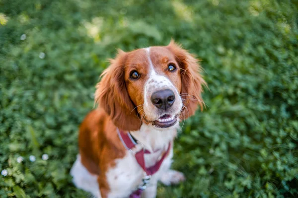 Cute adorable walijski springer spaniel rasy psów, patrząc. Zdrowe działanie szczeniaka. — Zdjęcie stockowe