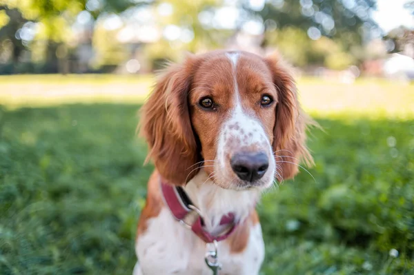 Cute adorable walijski springer spaniel rasy psów, patrząc. Zdrowe działanie szczeniaka. — Zdjęcie stockowe