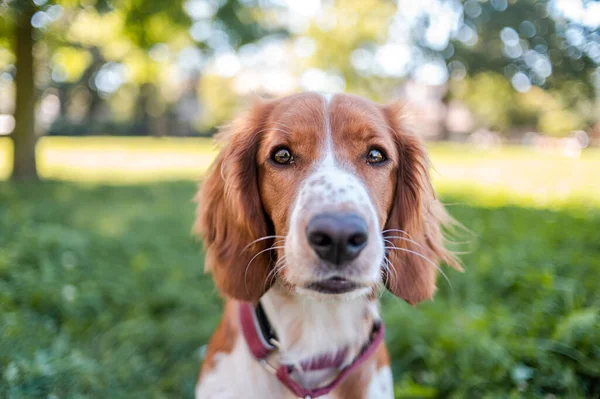 Söt bedårande walesiska Springer spaniel hund ras, ser. Friska åtgärder valp. — Stockfoto