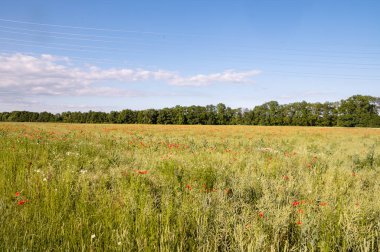 Kırmızı haşhaş tarlası.