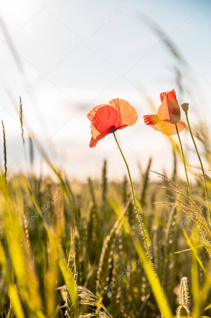 Field in nature of red poppies.