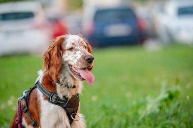 Tatlı Galler springer spanyel köpek cinsi akşamları.