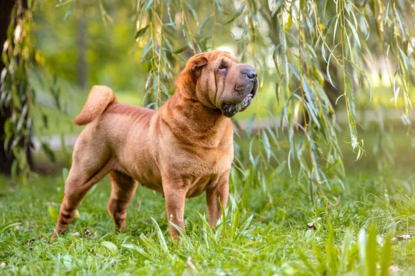 Carino adorabile sharpei cane razza nel parco. — Foto Stock
