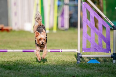 Çeviklikte köpek yarışması, atlama.