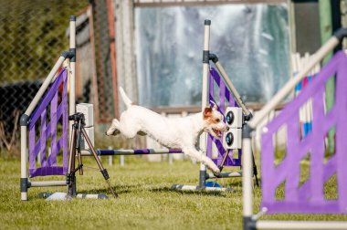 Çeviklikte köpek yarışması, atlama.