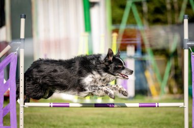 Çeviklikte köpek yarışması, atlama.