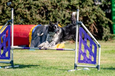 Çeviklikte köpek yarışması, atlama.
