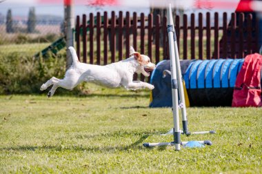 Çeviklikte köpek yarışması, atlama.