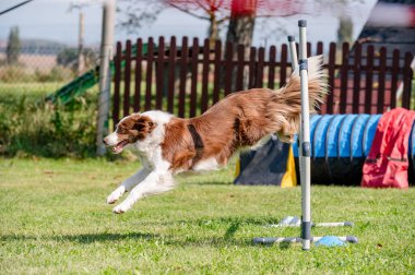 Çeviklikte köpek yarışması, atlama.