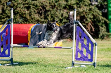 Çeviklikte köpek yarışması, atlama.