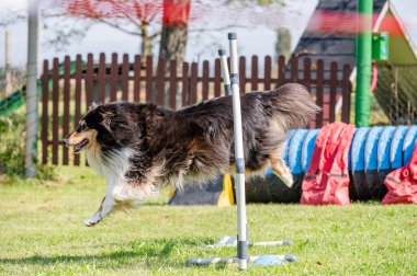 Çeviklikte köpek yarışması, atlama.