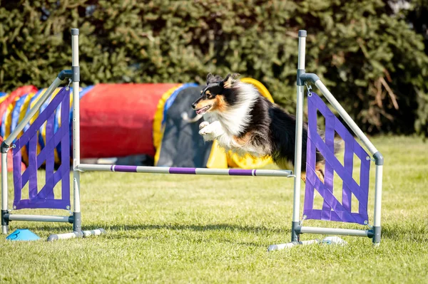 Dog competition in agility, jumping.