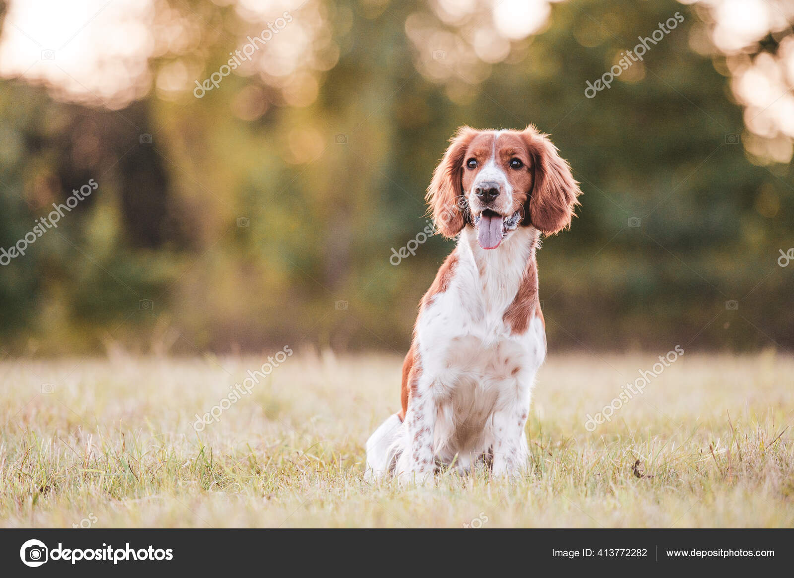 Springer Spaniel Red And White English Setter English Setter Irish Springer  Dog Setter Irish Red Setter, image size:1600x1165