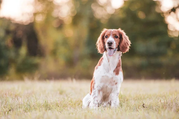 Αξιολάτρευτο Welsh Springer Spaniel Ράτσα Σκύλου Βράδυ — Φωτογραφία Αρχείου