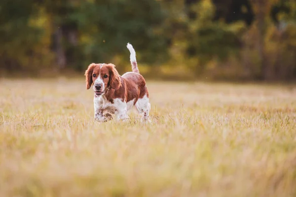 Adorável Galês Springer Spaniel Raça Cão Noite — Fotografia de Stock