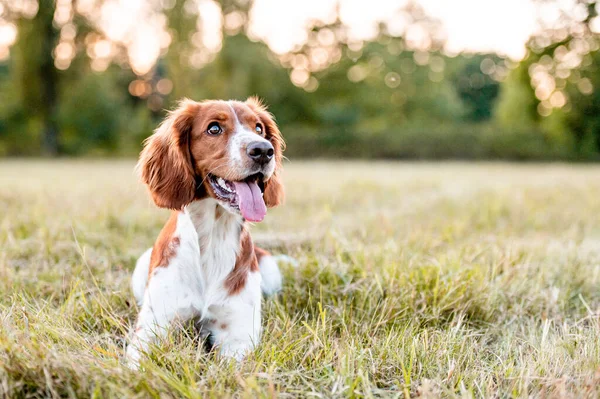 Uroczy Walijski Springer Spaniel Rasy Psów Wieczorem — Zdjęcie stockowe