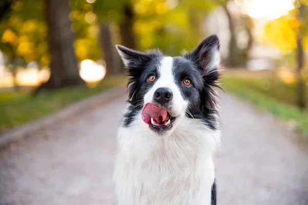 Söt Intelligent Hund Ras Gränsen Collie Höstparken Vacker Bokeh Bakgrunden — Stockfoto