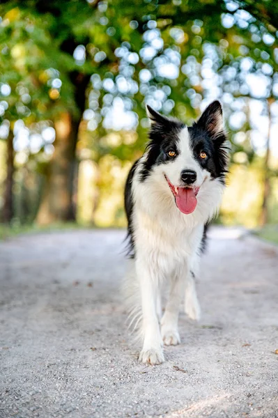 Söt Intelligent Hund Ras Gränsen Collie Höstparken Vacker Bokeh Bakgrunden — Stockfoto