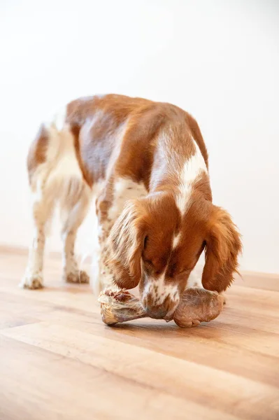 Cão Bonito Welsh Springer Spaniel Come Barf Osso Cru — Fotografia de Stock