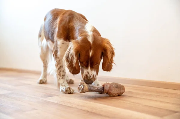 Cão Bonito Welsh Springer Spaniel Come Barf Osso Cru — Fotografia de Stock