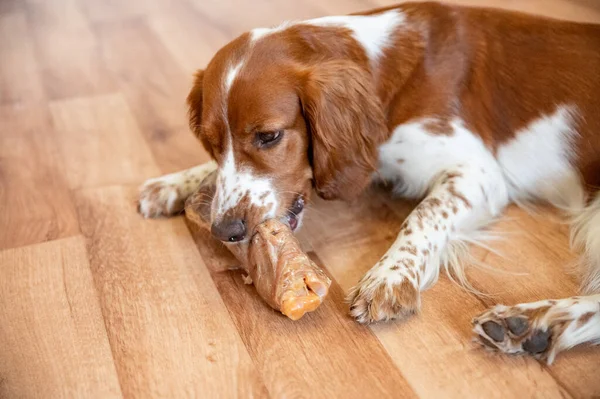 Sød Hund Walisisk Springer Spaniel Spiser Ben Bræk - Stock-foto