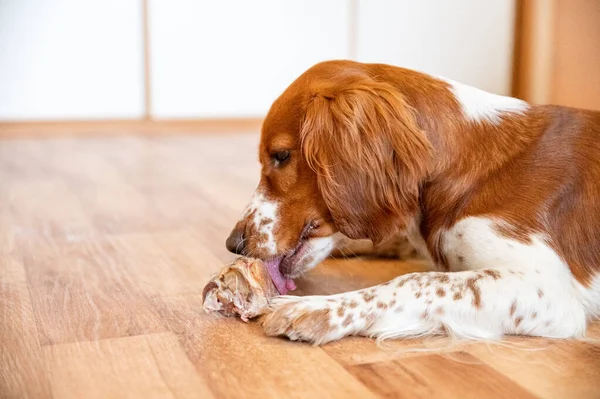 かわいい犬のウェルスプリンガースパニエルは生の骨の半分を食べる — ストック写真