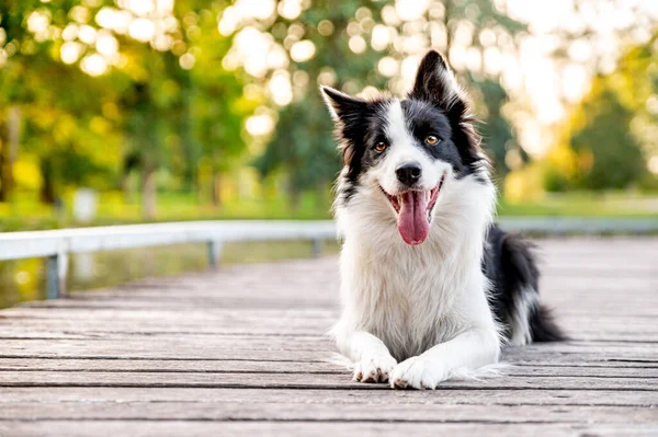 Söt Intelligent Hund Ras Gränsen Collie Höstparken Vacker Bokeh Bakgrunden — Stockfoto