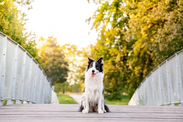 Carino Adorabile Cane Intelligente Razza Confine Collie Nel Parco Autunnale — Foto Stock