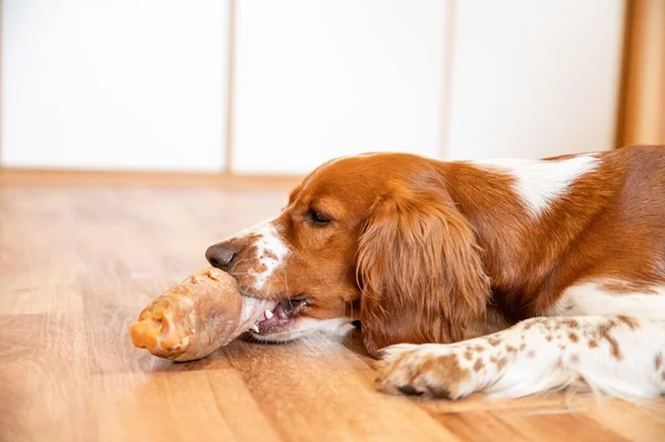 可爱的狗 韦尔奇 斯普林吉狗 吃生骨肉 — 图库照片