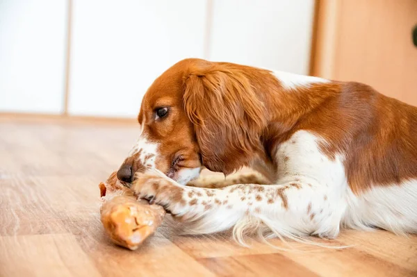 かわいい犬のウェルスプリンガースパニエルは生の骨の半分を食べる — ストック写真