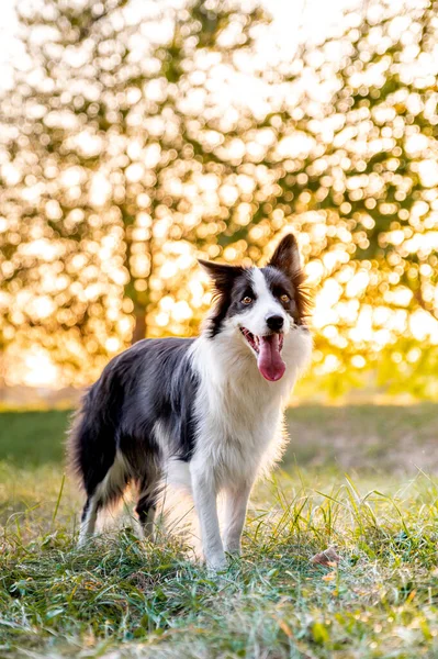 Söt Intelligent Hund Ras Gränsen Collie Höstparken Vacker Bokeh Bakgrunden — Stockfoto