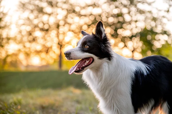 Söt Intelligent Hund Ras Gränsen Collie Höstparken Vacker Bokeh Bakgrunden — Stockfoto