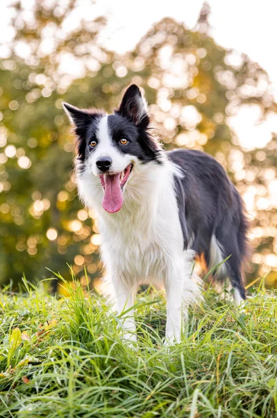 Söt Intelligent Hund Ras Gränsen Collie Höstparken Vacker Bokeh Bakgrunden — Stockfoto