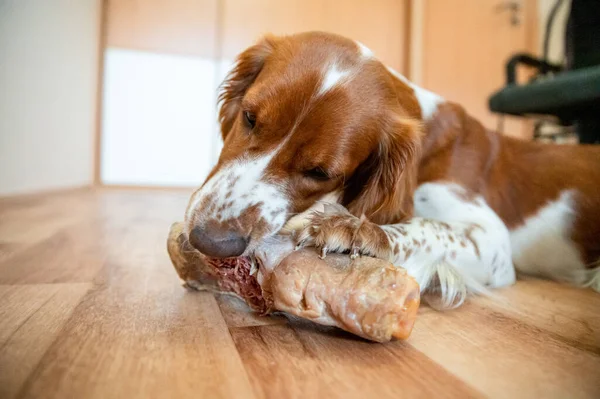 かわいい犬のウェルスプリンガースパニエルは生の骨の半分を食べる — ストック写真