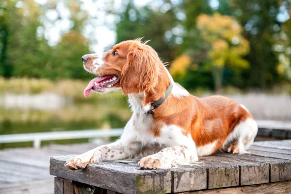 Carino Adorabile Cane Razza Gallese Springer Spaniel Colorato Parco Autunnale — Foto Stock