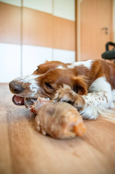 Χαριτωμένο Σκυλί Welsh Springer Σπανιέλ Τρώει Ωμό Ξερατό Οστών — Φωτογραφία Αρχείου