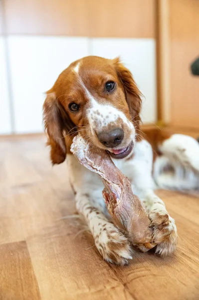 Cão Bonito Welsh Springer Spaniel Come Barf Osso Cru — Fotografia de Stock