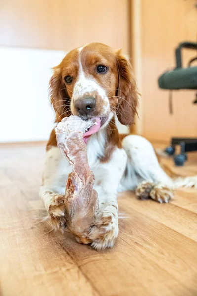 Cute Dog Welsh Springer Spaniel Eats Raw Bone Barf — Stock Photo, Image